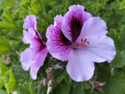 Flower close up with greenery Stock Photos