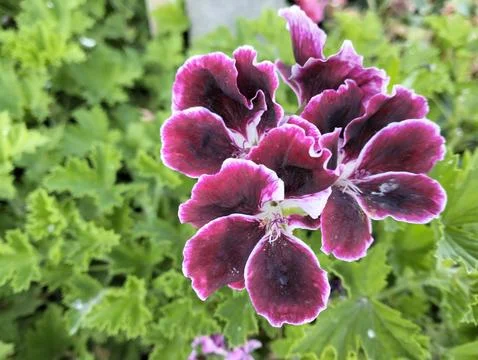 Flower close up with greenery Stock Photos