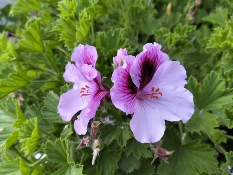Flower close up with greenery Stock Photos