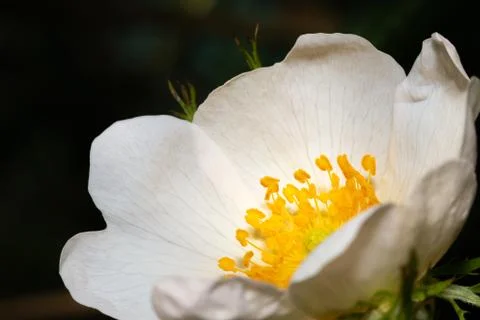 Flower close up left corner Stock Photos