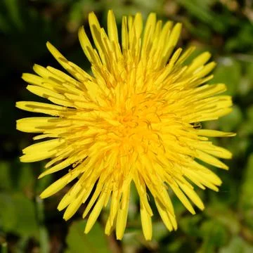 Flower close-up macro shot 写真素材
