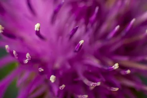 Flower in close-up macro. Wallpaper, background, desktop, cover. Stock Photos