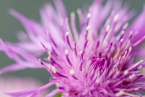 Flower in close-up macro. Wallpaper, background, desktop, cover. Stock Photos