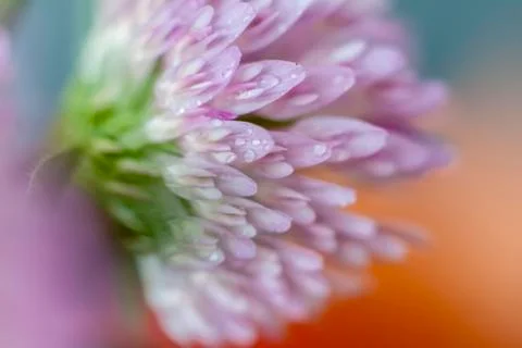 Flower in close-up macro. Wallpaper, background, desktop, cover. Stock Photos