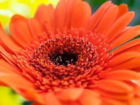 Flower close-up Foto stock