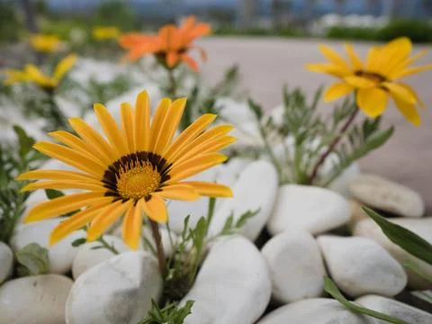 Flower close up Stock Photos