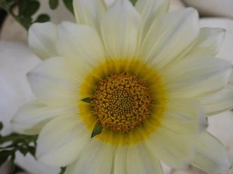 Flower close up Stock Photos