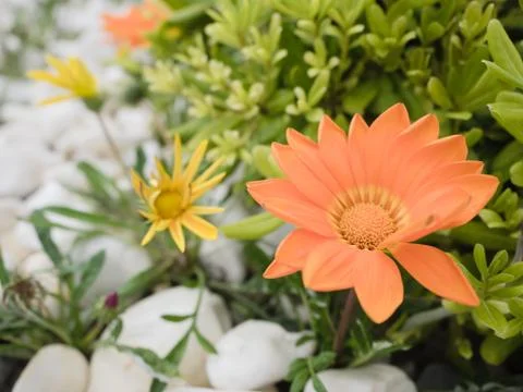 Flower close up Stock Photos