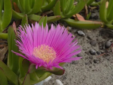 Flower close up Stock Photos