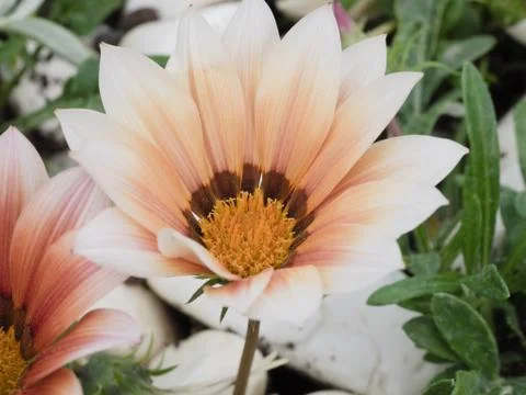 Flower close up Stock Photos