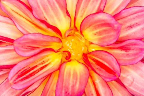 Flower Close Up Stock Photos