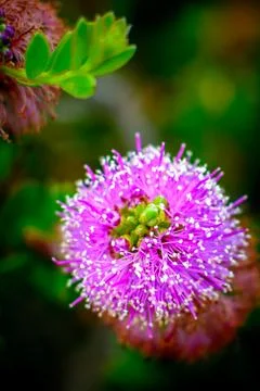 Flower close up Stock Photos