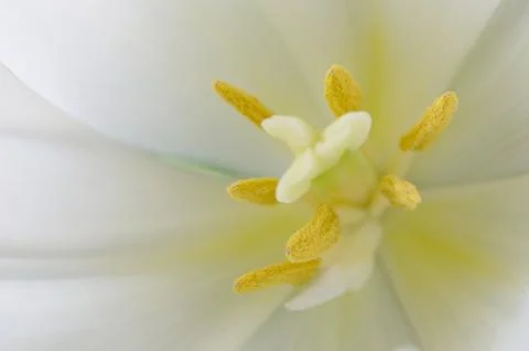 Flower close up Stock Photos