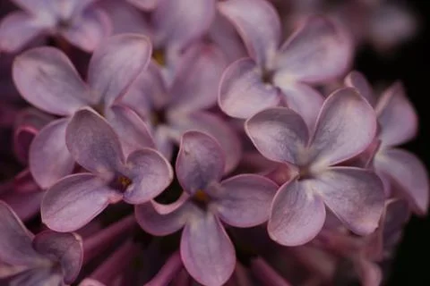 Flower Close Up. Fotos Stock