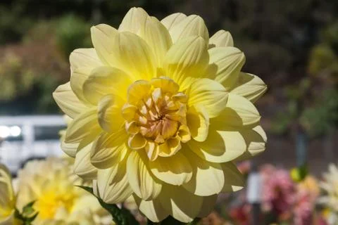 Flower Close Up Stock Photos