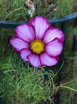 Flower-Close Up Stock Photos