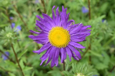 Flower-Close Up Foto stock