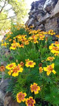 Flower Close-up Stock Photos