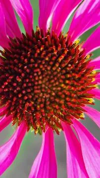 Flower close-up Fotos de archivo