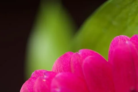 Flower close up Stock Photos