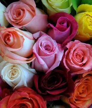 Flower, close up of rose Stock Photos