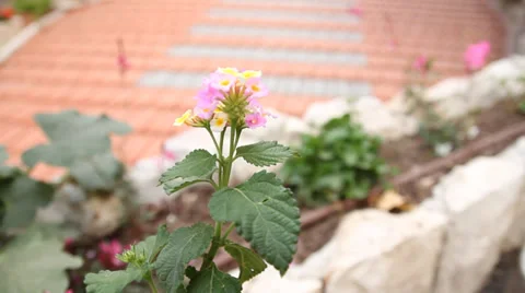 Flower close shot Stock Footage 32156453