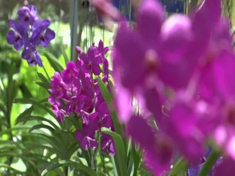 Flower close up thailand 2010 Stock Footage 139242557