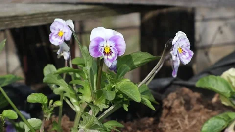 Flower close up view Stock Footage 160109355