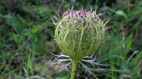 Flower close up in the Wind Stock Footage 41875730