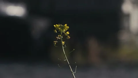Flower close-up in the wind Stock Footage 156680009