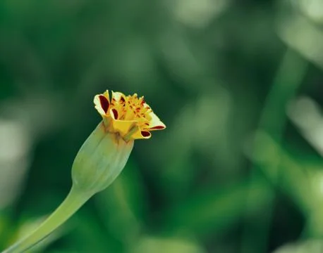 Flower closed macro Stock Photos
