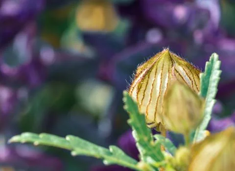 Flower closed macro Stock Photos