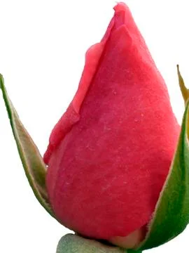 Flower closed rosebud Stock Photos