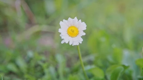 The flower closes. Timelapse Stock Footage 76260956