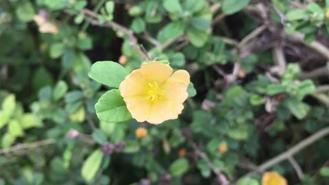 Flower closeup beautiful macro Video stock 234887696