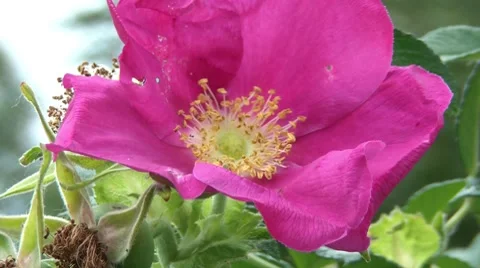 Flower Closeup Stock Footage 7130467