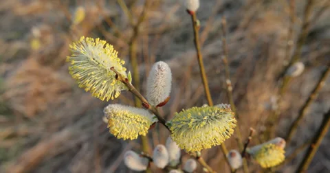 Flower closeup Video stock 38021057