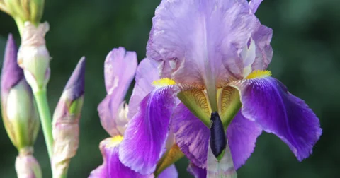 Flower closeup Video stock 38021757