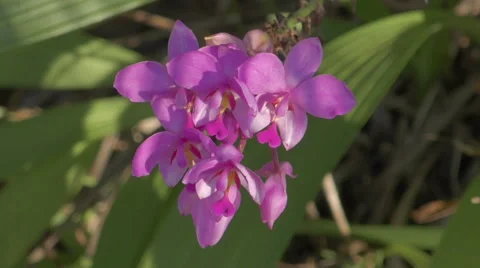 Flower closeup Stock Footage 48207792