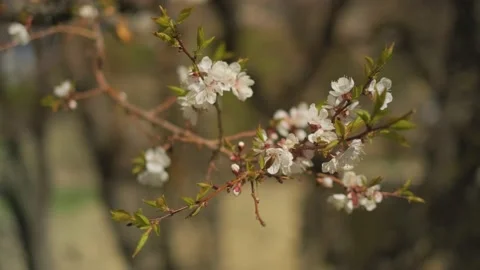 Flower closeup 스톡 동영상 136403814