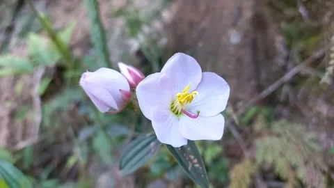 Flower Closeup Stock Footage 254569034