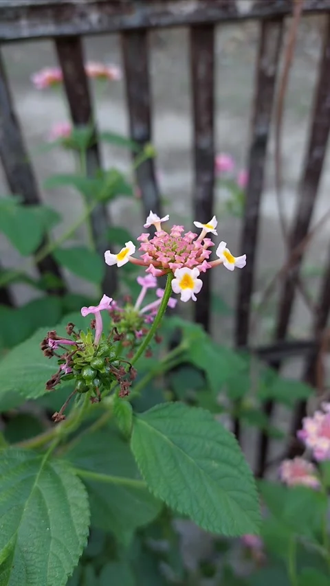 Flower closeup Stock Footage 287499342