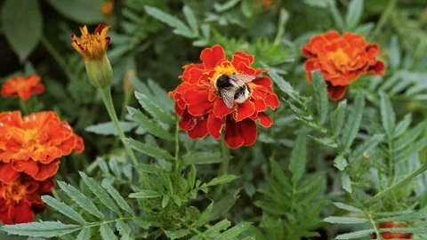 Flower closeup with large bumble bee pollinating. 库存影片 107601182