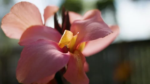 Flower closeup looking beautiful in summer light. Stock Footage 130968704