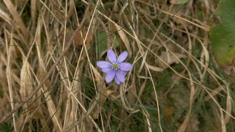 Flower closeup macro blue purple petals blossom bloom colorful beautiful Stock Footage 112943778