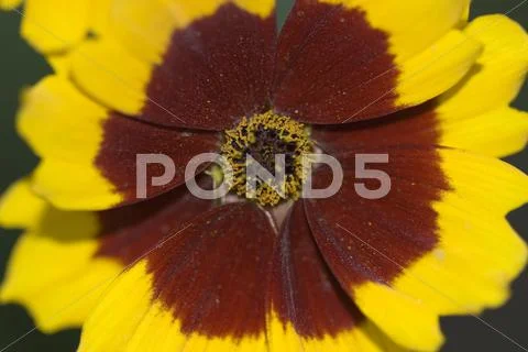 Flower closeup Stock Photos
