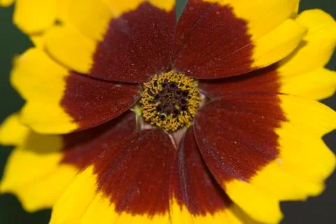 Flower closeup Stock Photos