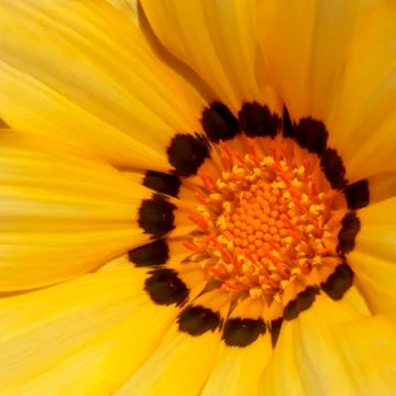 Flower in Closeup Stock Photos