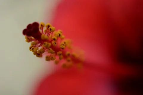 Flower Closeup Stock Photos