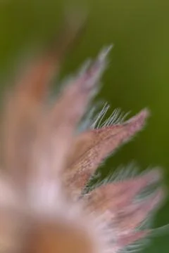 Flower closeup Stock Photos